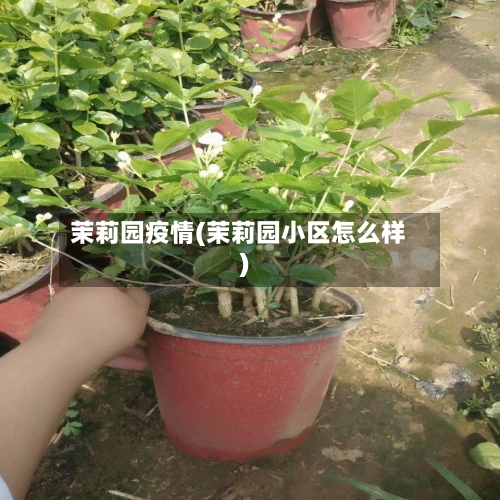 茉莉园疫情(茉莉园小区怎么样)